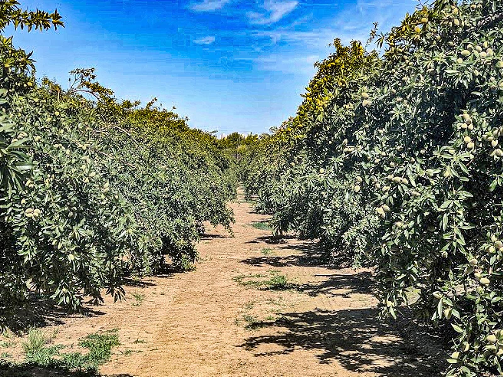 Rows of green trees with dense foliage in an orchard, under a partly cloudy blue sky, with a dirt pathway between the rows.