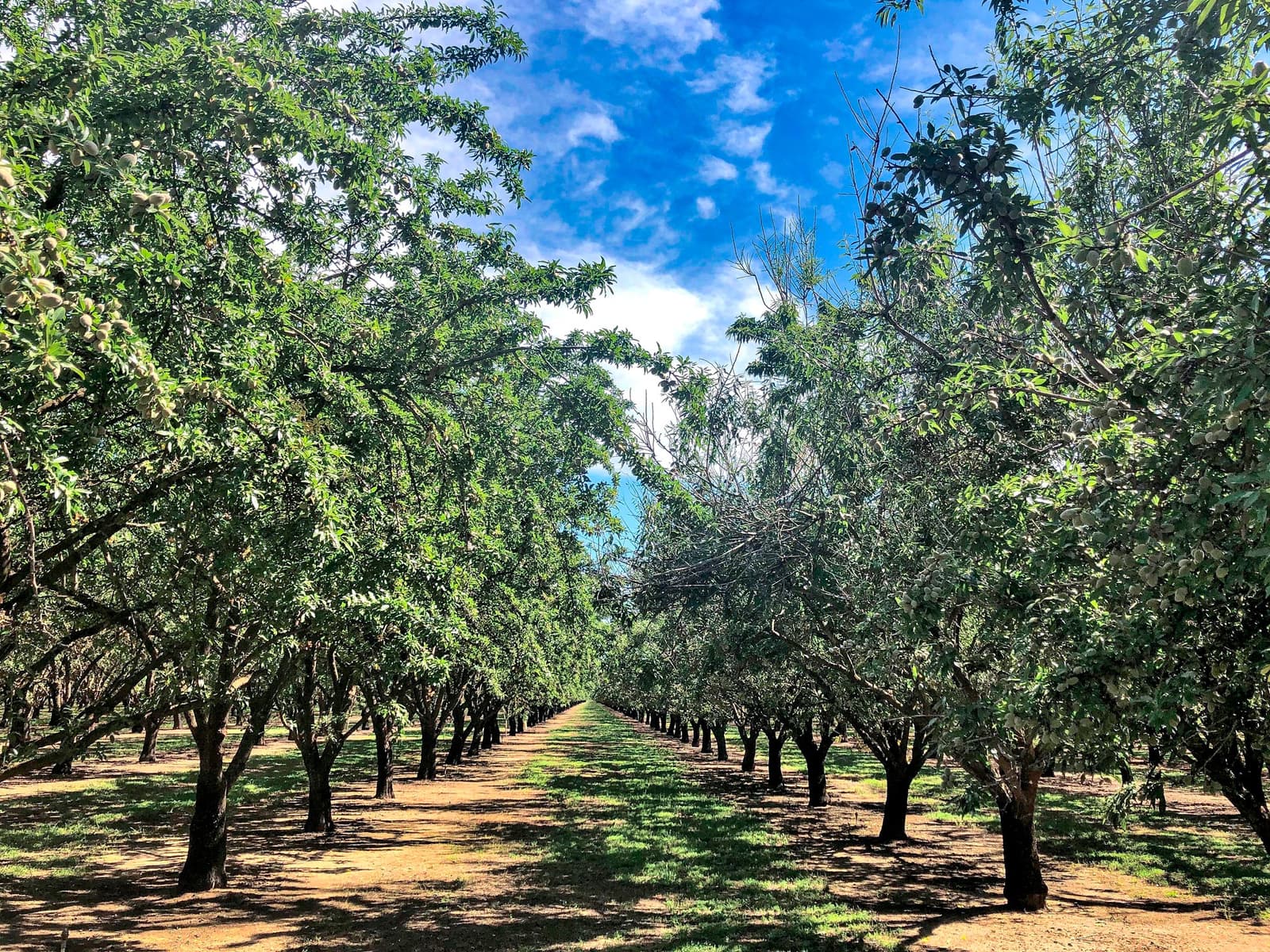 Rows of green trees grow in an orderly orchard under a partly cloudy blue sky, with sunlight filtering through the leaves onto the ground.
