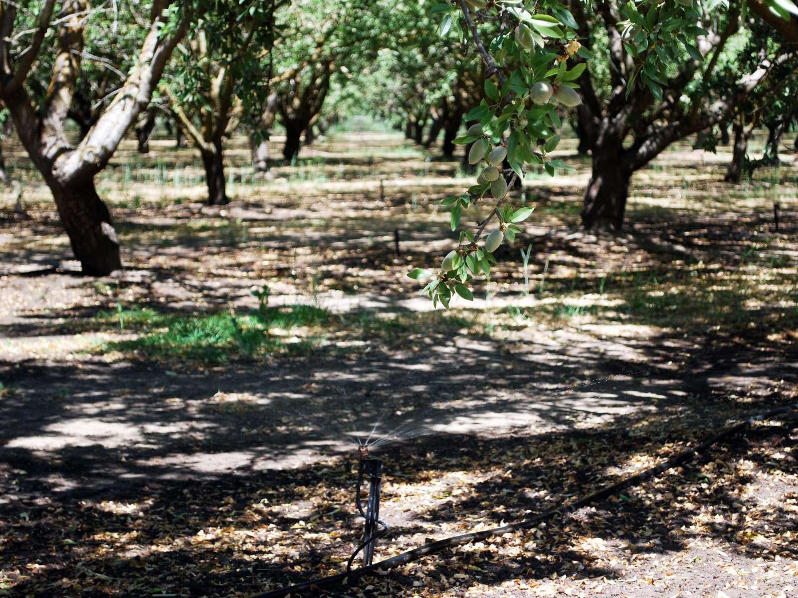Rows of trees with leafy branches cast shadows on the ground. A black irrigation hose and a sprinkler are visible among scattered fallen leaves.