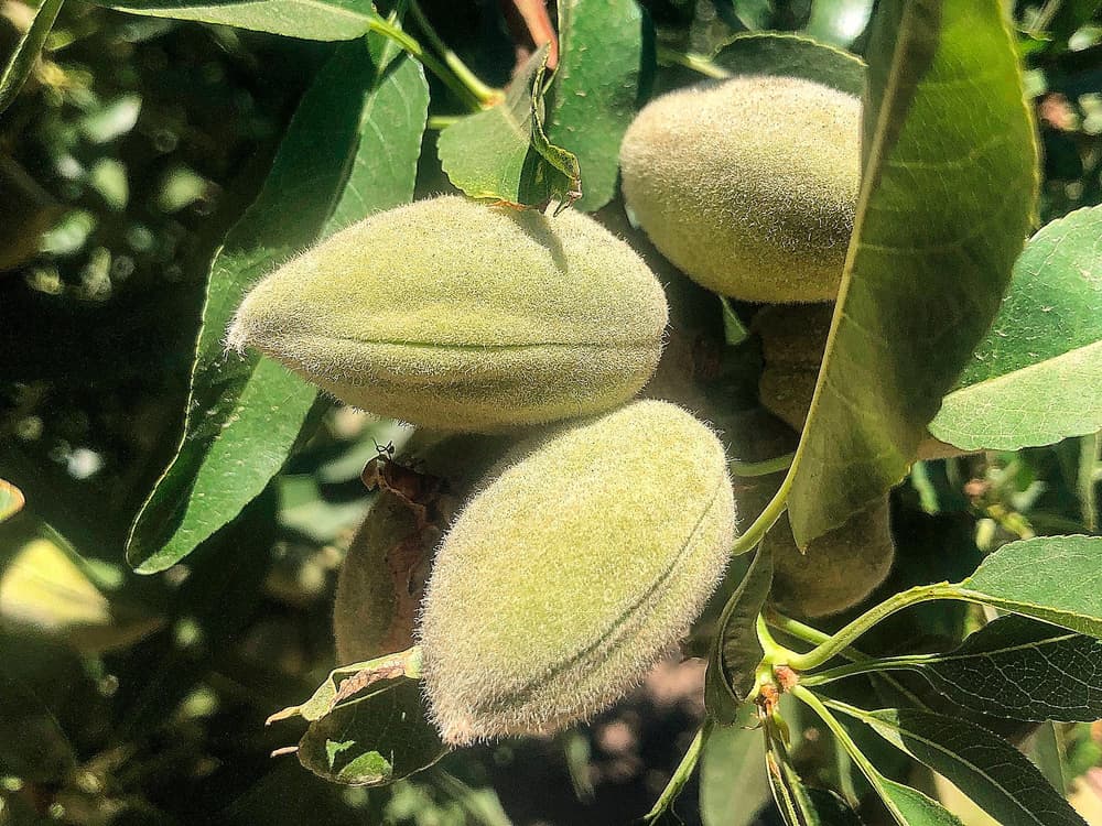 Close-up of unripe almonds growing on a tree, surrounded by green leaves under sunlight.