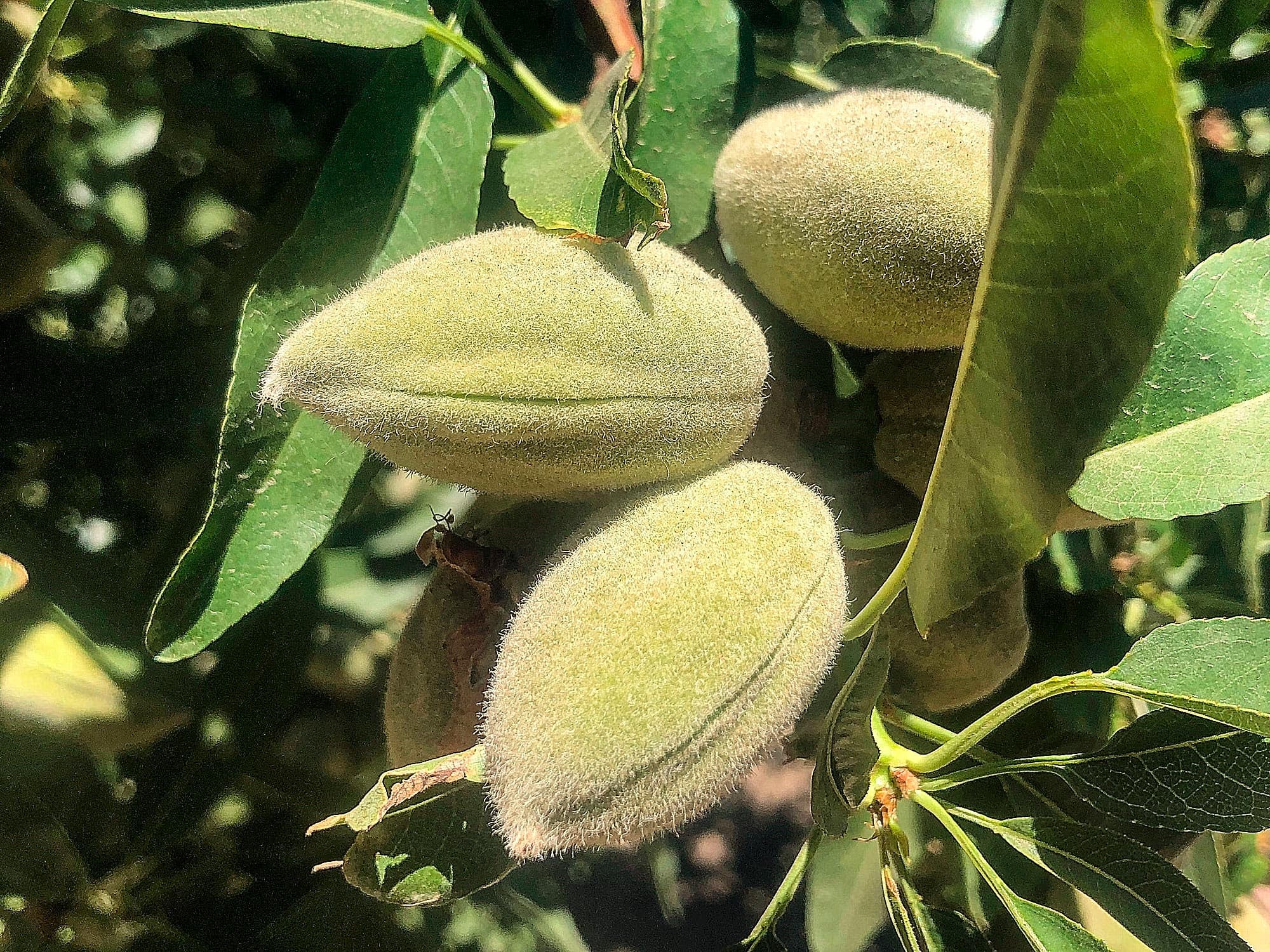 Close-up of unripe almonds growing on a tree, surrounded by green leaves under sunlight.