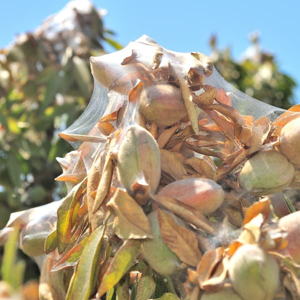 Close-up of plant buds and leaves covered in fine spider webs under bright sunlight, with a clear blue sky in the background.