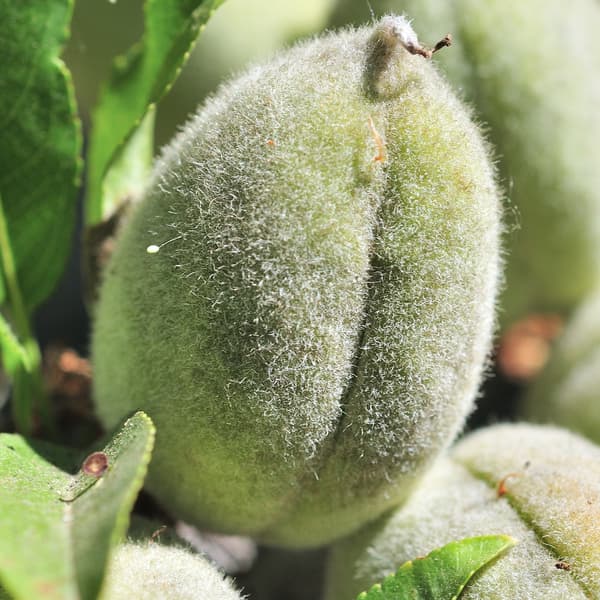 Close-up of an unripe almond still in its fuzzy green hull, surrounded by green leaves.