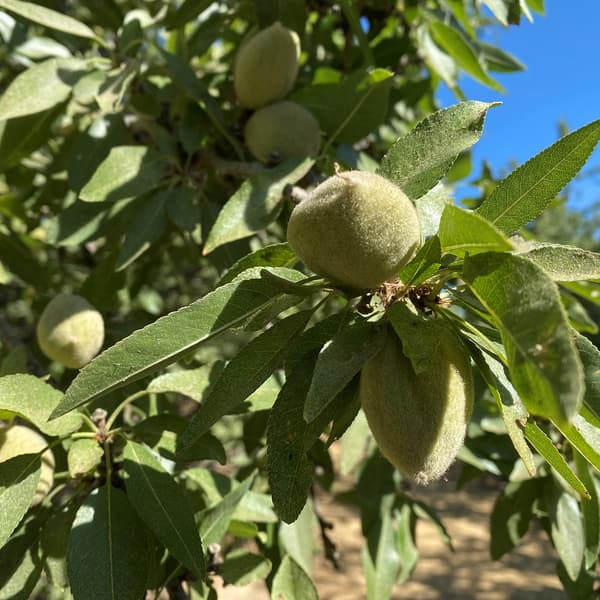 Close-up of unripe almonds growing on a tree, surrounded by green leaves under bright sunlight.