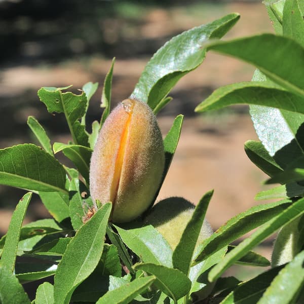 A close-up of an unripe peach growing on a tree branch surrounded by green leaves in sunlight.
