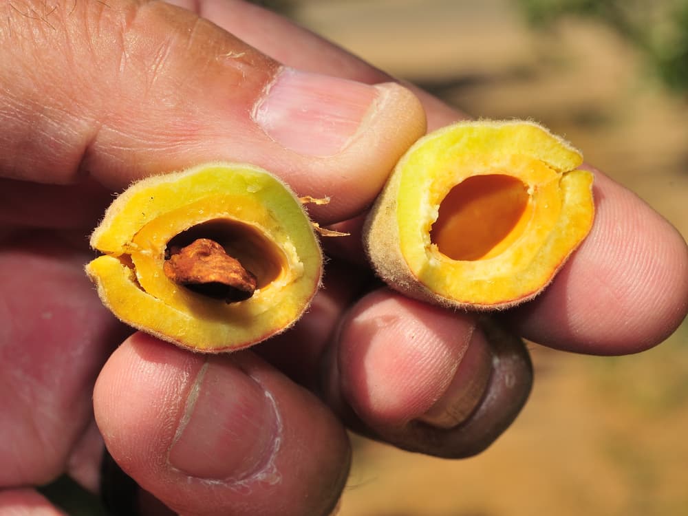 A hand holds a small fruit split in half, revealing a pit inside one half and an empty cavity in the other, both with yellowish-orange flesh.