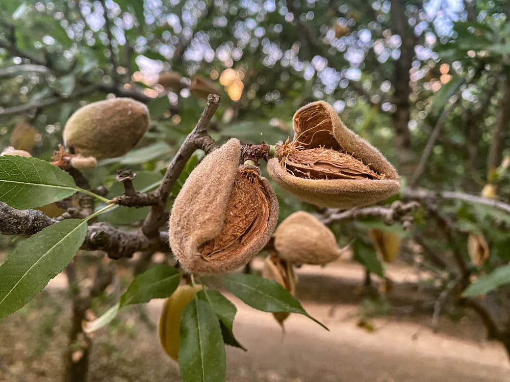 Close-up of almonds in their shells growing on a tree branch, with green leaves and blurred background.