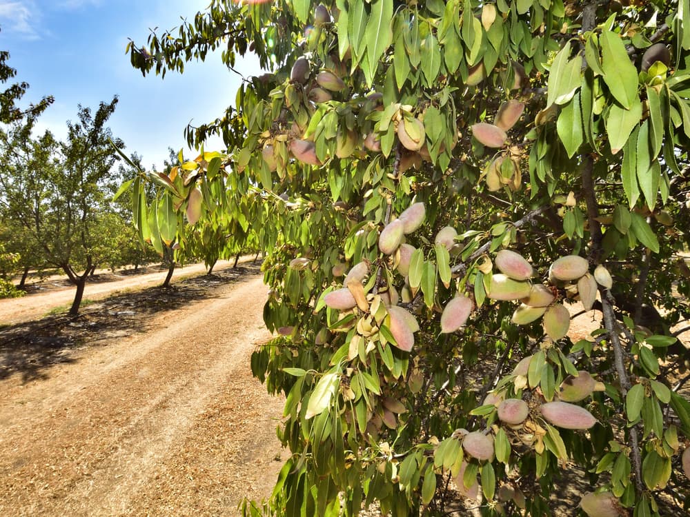 Almond tree with unripe almonds growing on branches next to a dirt path in a sunlit orchard.