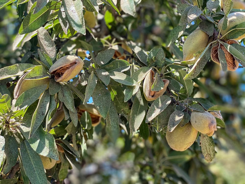 Close-up of almond tree branches with green leaves and several almond pods, some partially open to reveal the nuts inside.