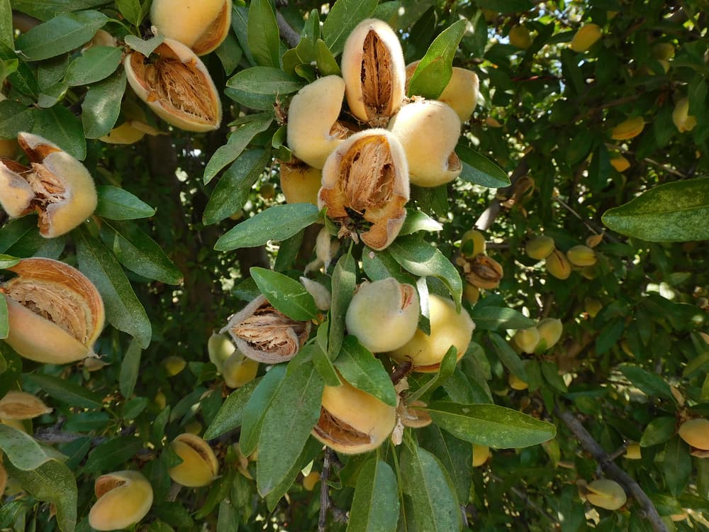 Close-up of an almond tree branch with several opened almond pods and green leaves.