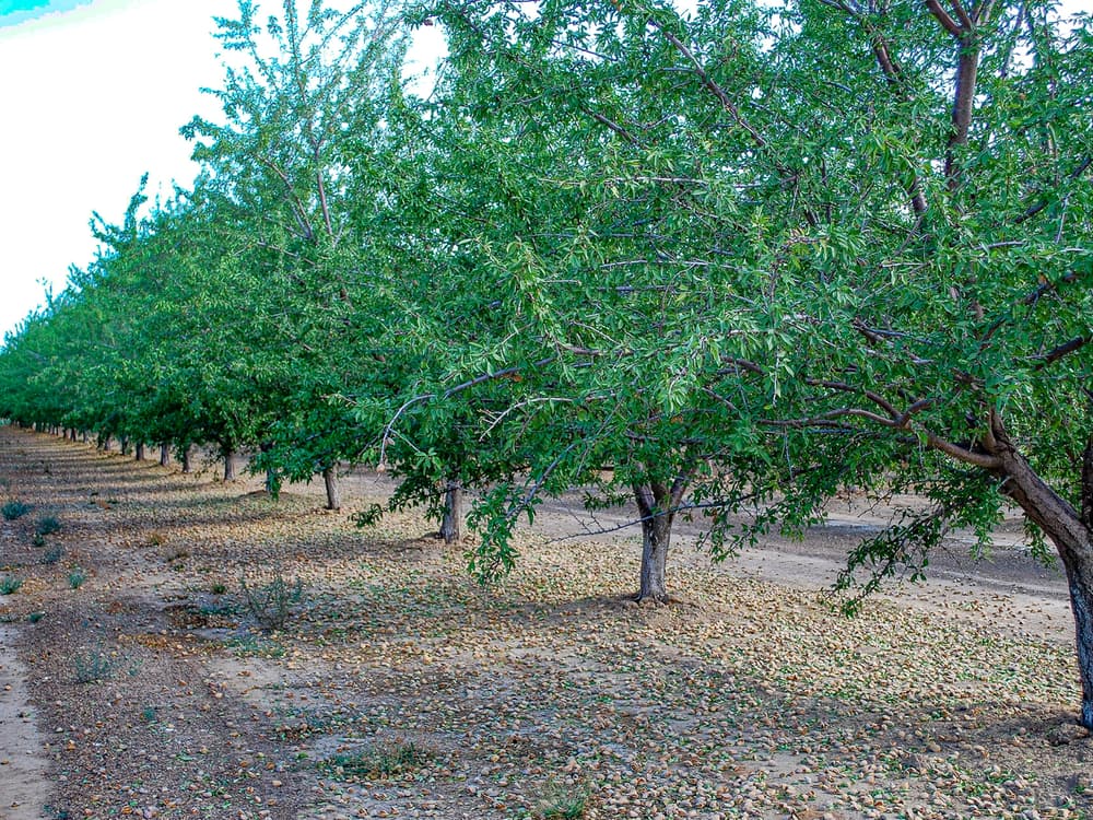 Rows of green almond trees stand in a dirt field, with leaves and fallen almonds scattered on the ground beneath them.