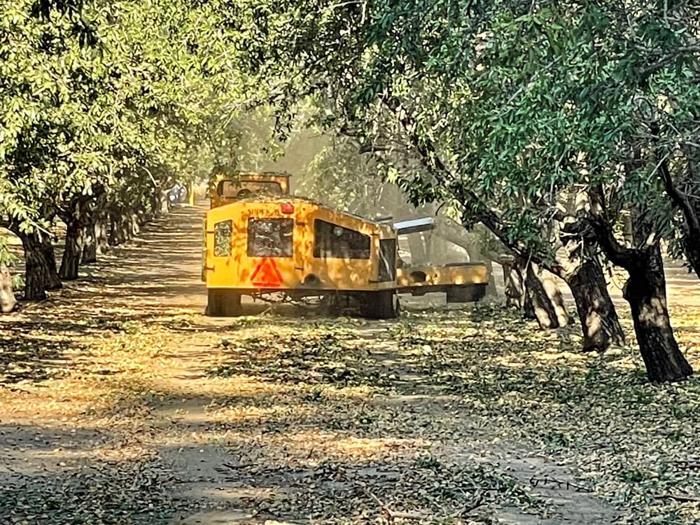 A yellow agricultural machine drives down a tree-lined dirt path, with scattered leaves covering the ground.