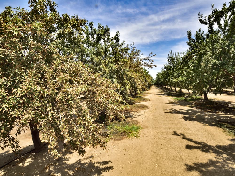 Dirt path runs between rows of tall, leafy orchard trees under a partly cloudy sky on a sunny day.