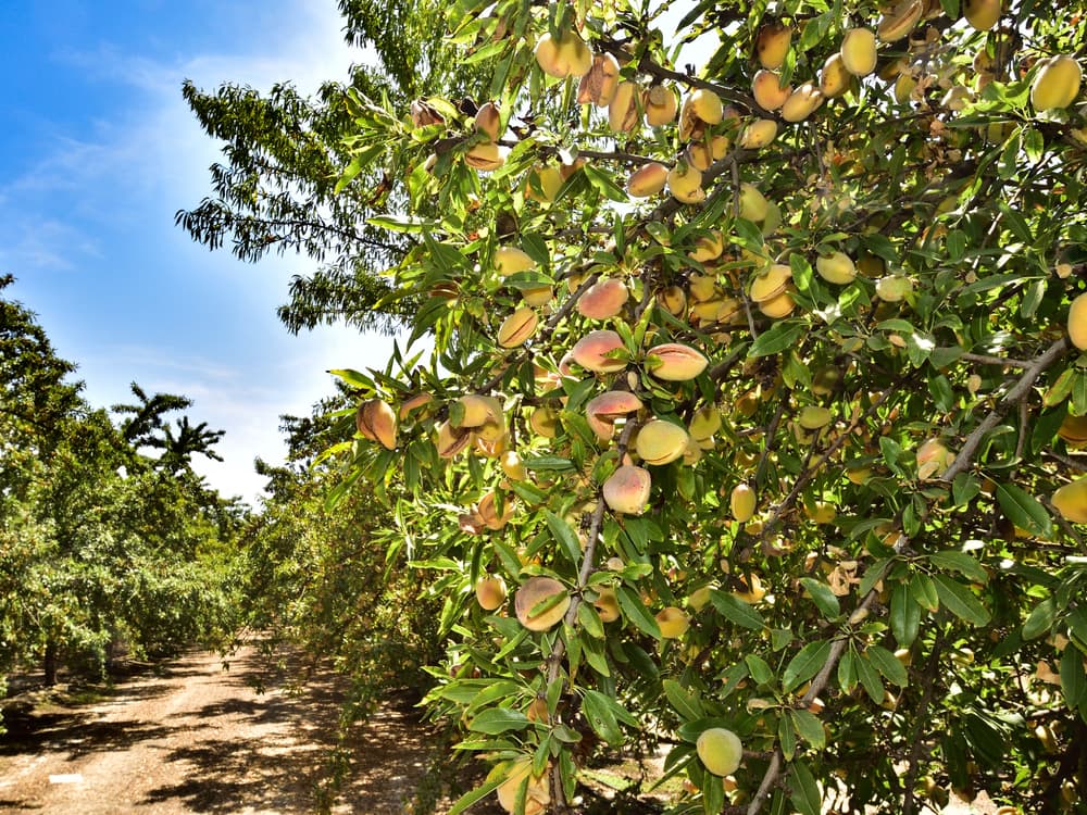 Peach trees with ripe fruit growing in rows under a clear blue sky in an orchard.