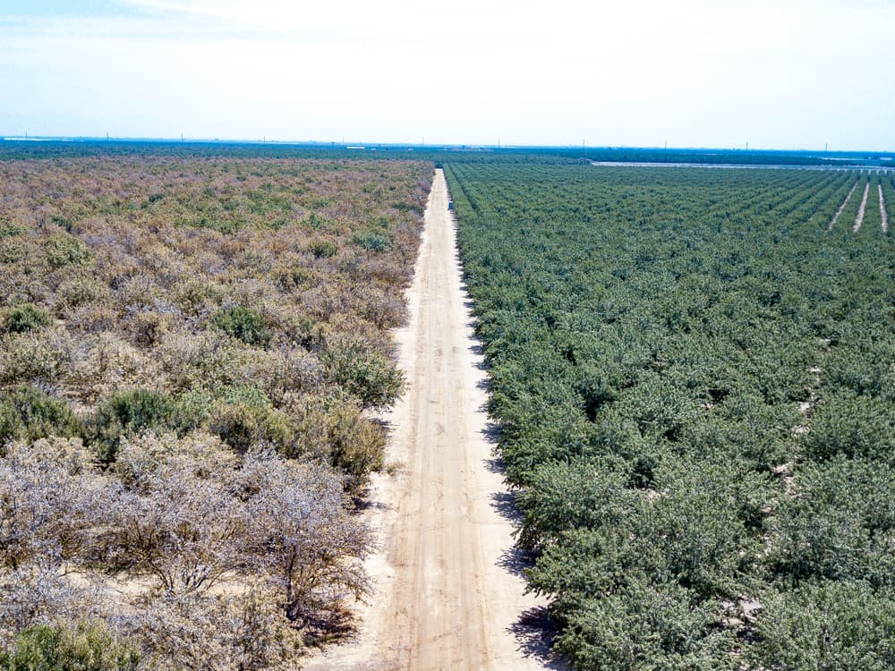 A dirt road divides two orchards; trees on the left are dry and sparse, while trees on the right are green and dense, showing a clear contrast in vegetation health.