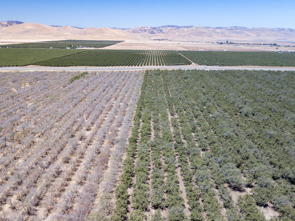 Aerial view of farmland showing a dry, barren field next to a healthy green field, with distant mountains and clear sky in the background.