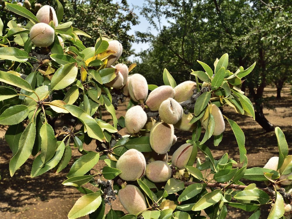 A close-up of almond tree branches with clusters of unripe almonds surrounded by green leaves in an outdoor orchard setting.