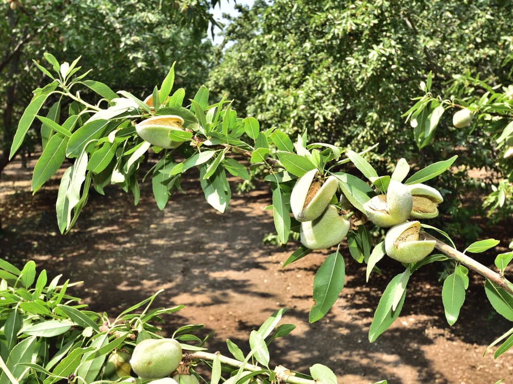 A branch with several unripe almonds growing, surrounded by green leaves. The background shows more trees and soil in an orchard setting.