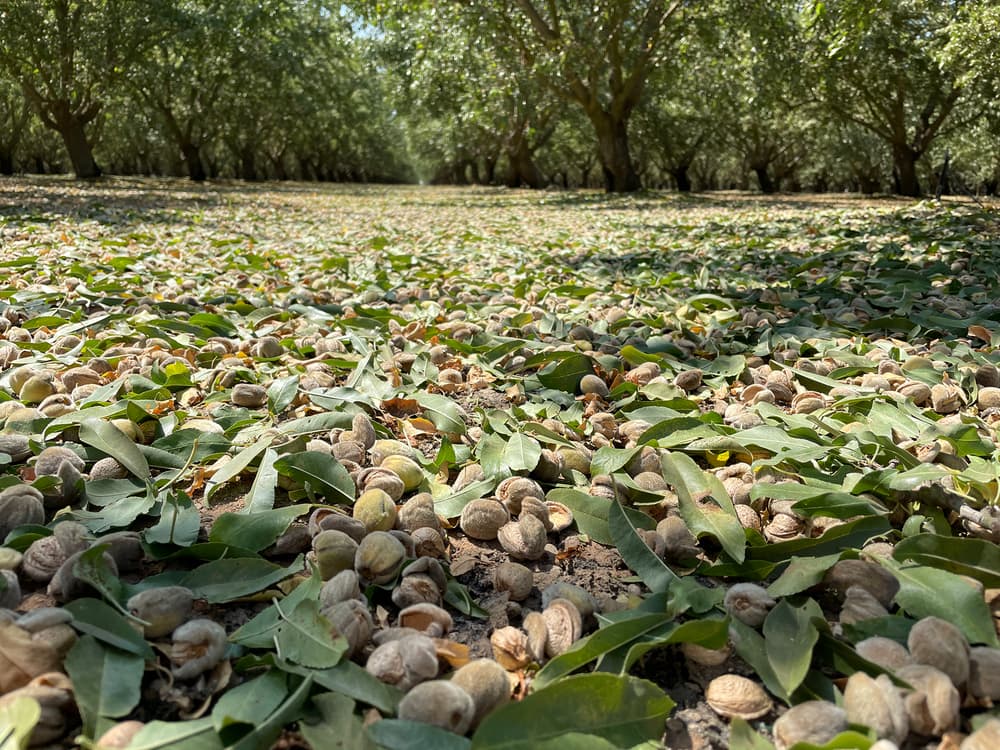 Almonds in shells and leaves cover the ground beneath rows of almond trees in an orchard on a sunny day.
