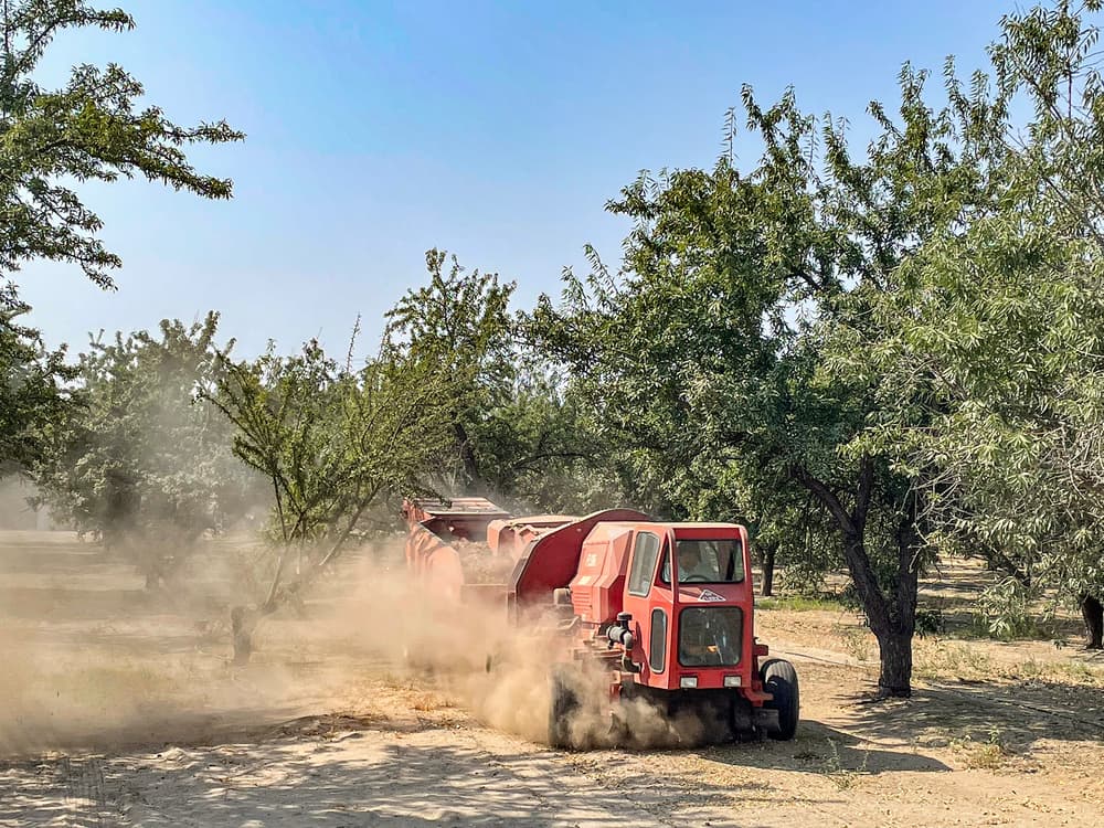 A red tractor drives through a dusty orchard, kicking up dirt as it moves between rows of trees under a clear sky.
