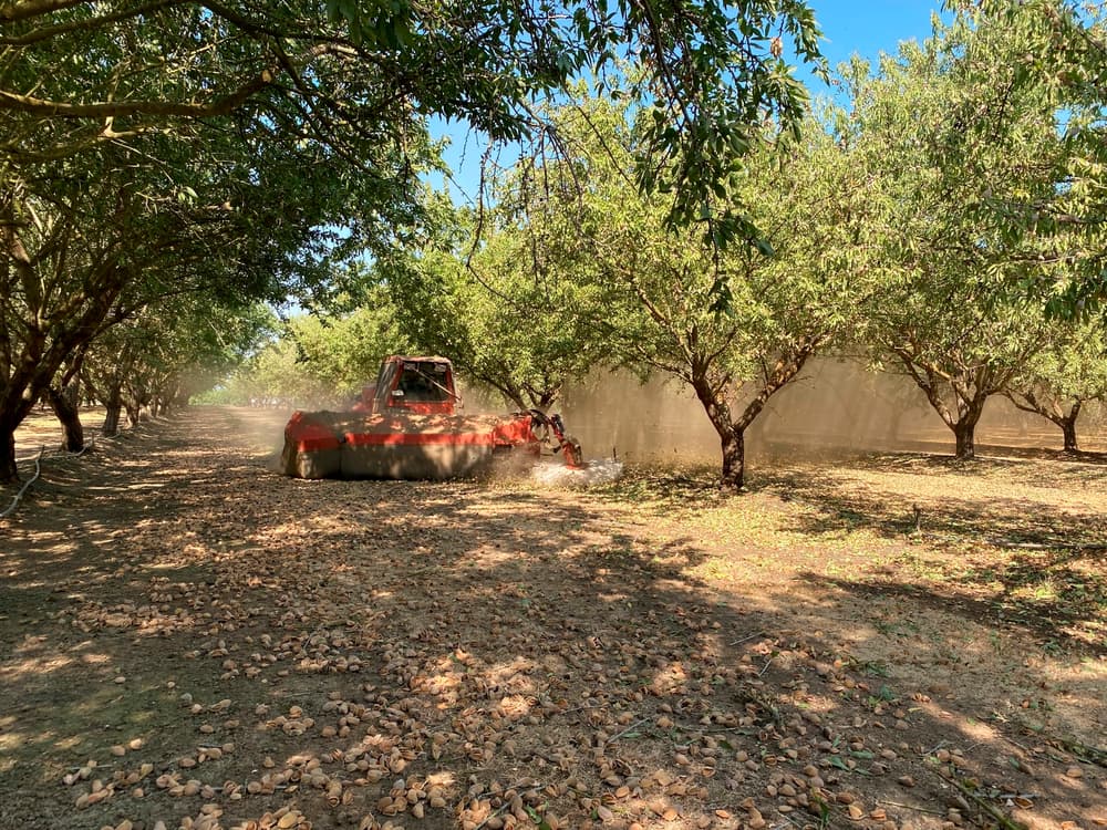 A red machine harvests nuts by shaking trees in an orchard, creating dust clouds and causing fallen nuts to cover the ground.