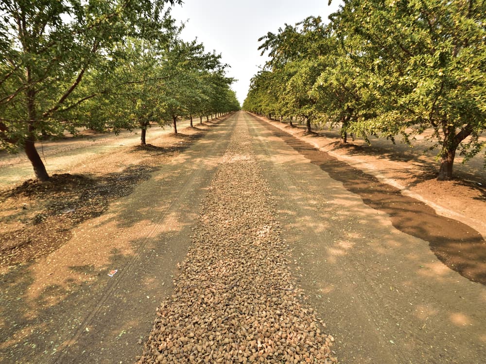 A dirt road lined with evenly spaced trees on both sides, with a strip of harvested nuts or seeds spread along the center of the road.
