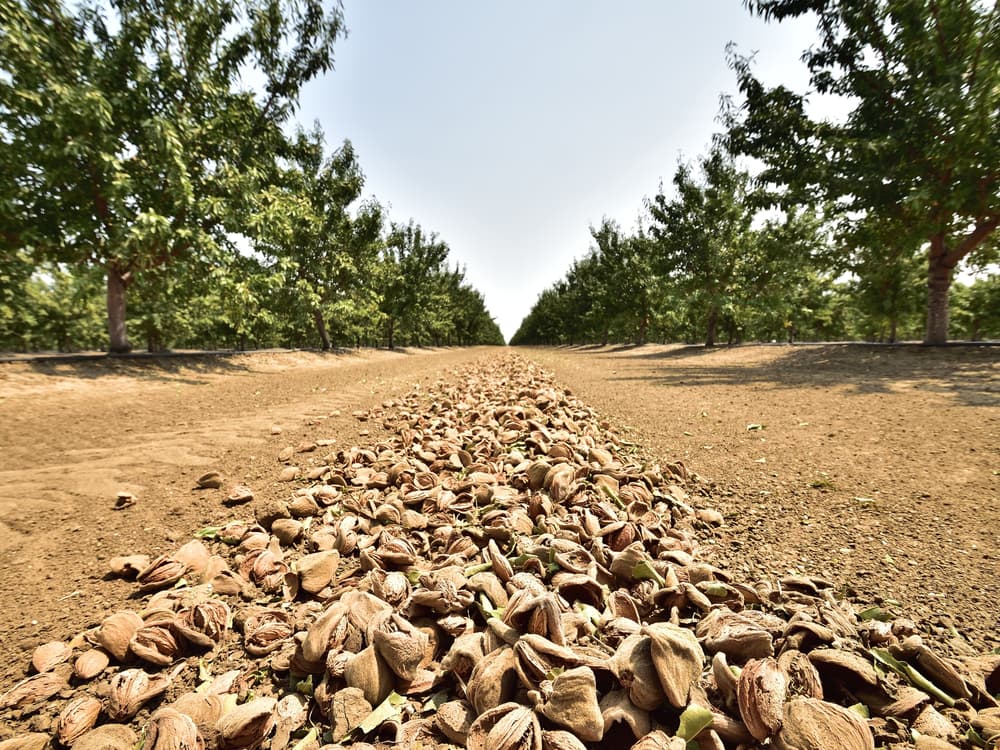 Almonds in shells are piled in a row on the ground between two lines of orchard trees under a clear sky.