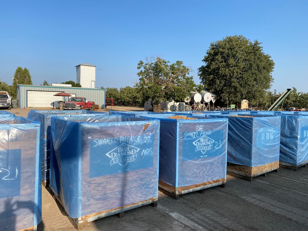 Large blue bins labeled Blue Diamond Growers are stacked outdoors on a farm, with trees, equipment, and a building visible in the background under a clear sky.
