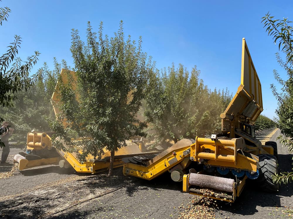 A large yellow machine harvests nuts by shaking trees in an orchard, with dust in the air and fallen nuts on the ground.