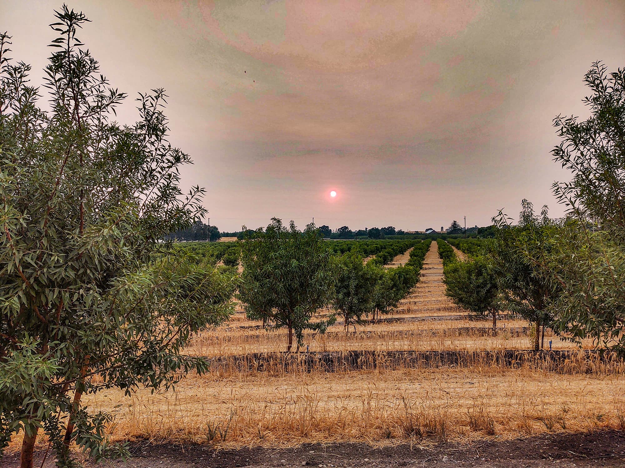 Orchard rows with young trees under a hazy sky, the sun low on the horizon. Dry grass lines the ground, and taller trees frame the scene.