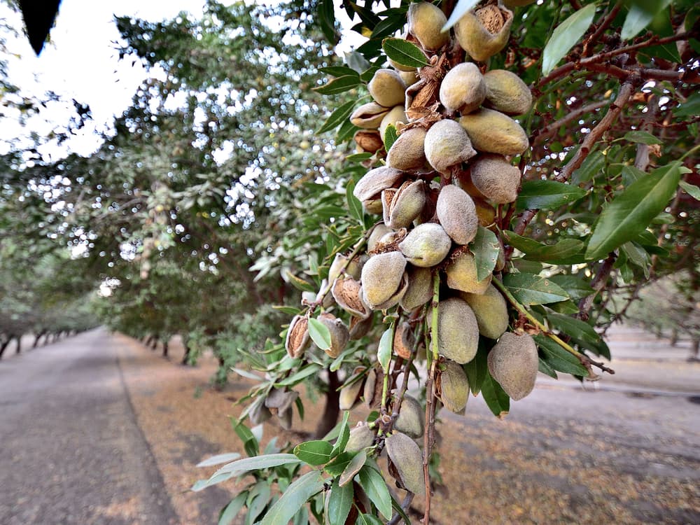 Close-up of almond fruits growing on a tree branch, with rows of almond trees and a dirt path visible in the background.