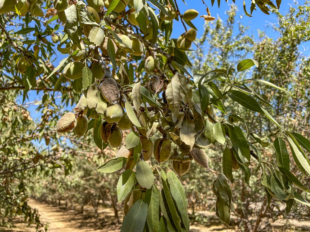 Close-up of almond tree branches with green leaves and immature almonds, set in an orchard on a sunny day.