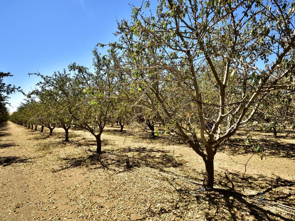 A row of mature almond trees stands in a dry orchard, with scattered leaves covering the ground under a clear blue sky.