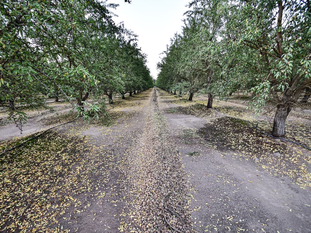 Rows of trees in an orchard with fallen leaves and nuts covering the ground, viewed from a central path running between the trees.