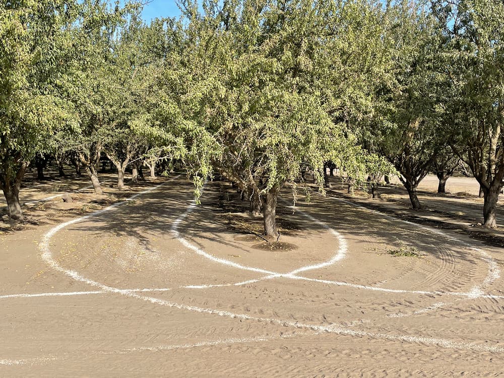 Trees with white circles marked on sandy soil in an orchard, with tire tracks visible on the ground.