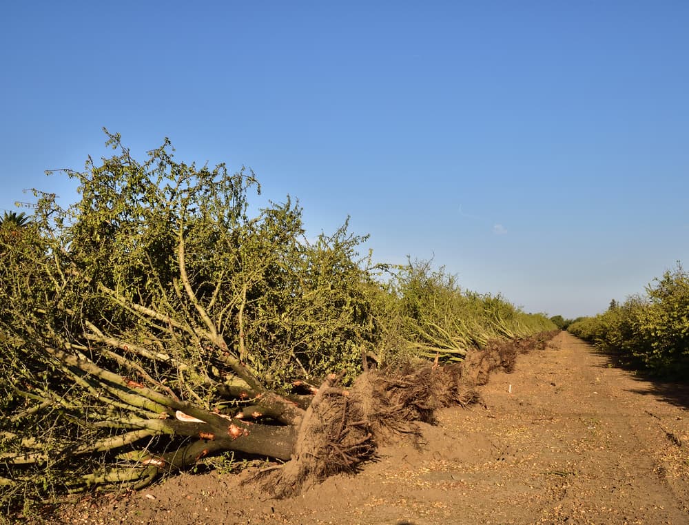 Rows of uprooted trees lie on their sides in a dirt field under a clear blue sky, with an empty path running alongside them.