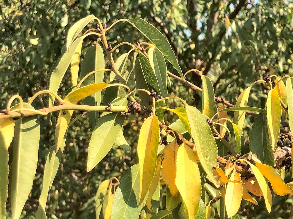 Close-up of a tree branch with green and yellow elongated leaves in sunlight, with a blurred leafy background.