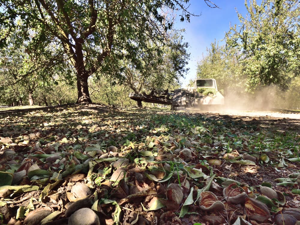 Close-up of fallen almonds and hulls on the orchard floor, with a machine producing dust as it moves between rows of trees under a clear sky.