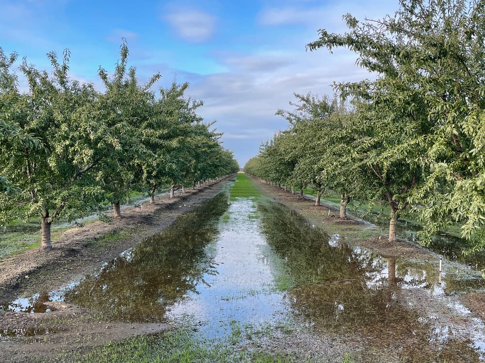 A flooded dirt path runs between rows of green orchard trees under a partly cloudy sky.