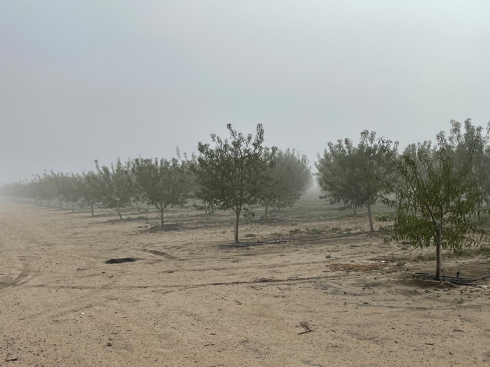Young trees are planted in neat rows on sandy soil with drip irrigation, under a foggy sky that limits visibility in the background.