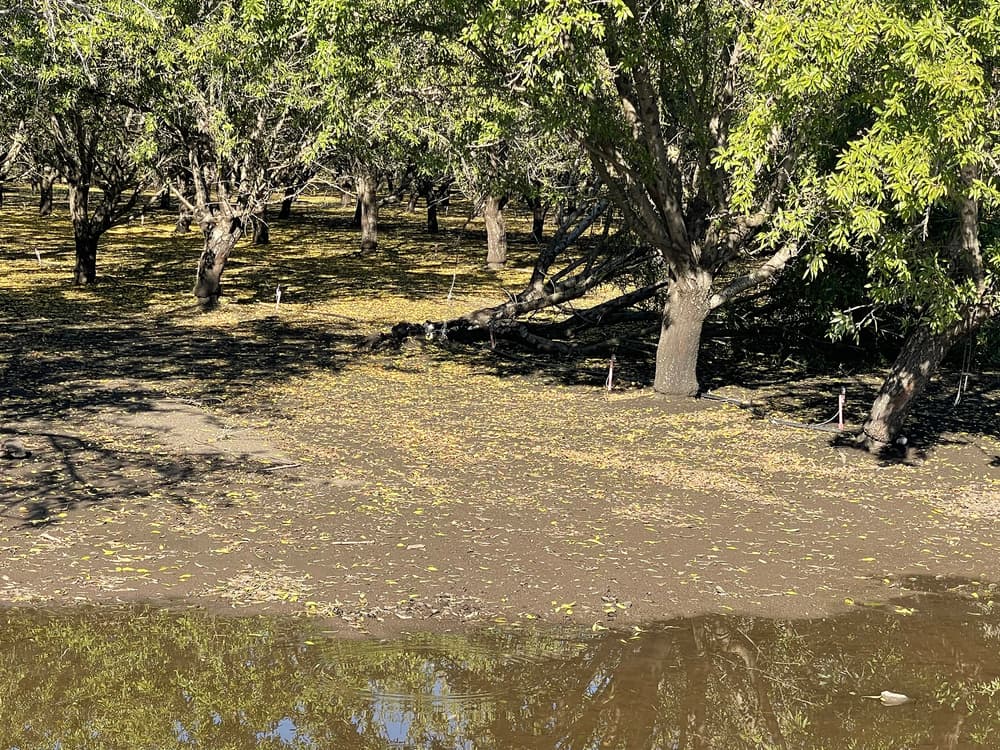 Rows of trees stand in muddy, partially flooded ground with fallen leaves scattered, sunlight filtering through the dense canopy above.