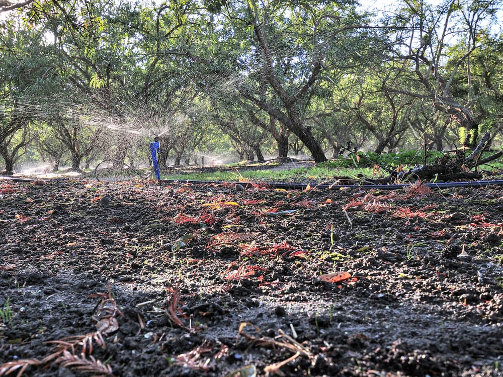Person irrigates a tree orchard with a sprinkler, wet soil and fallen leaves visible in the foreground, trees in the background.
