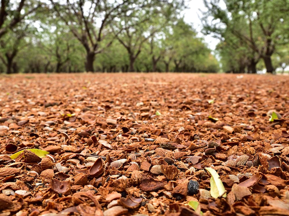 Close-up of a ground covered in broken nut shells with rows of trees in the background, taken at an orchard.