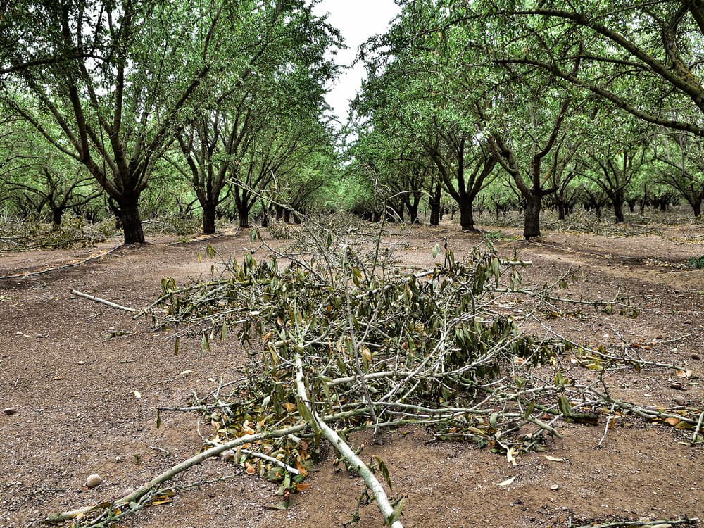Broken branches and leaves lie on the ground in the middle of an orderly orchard with rows of green trees on dry soil.