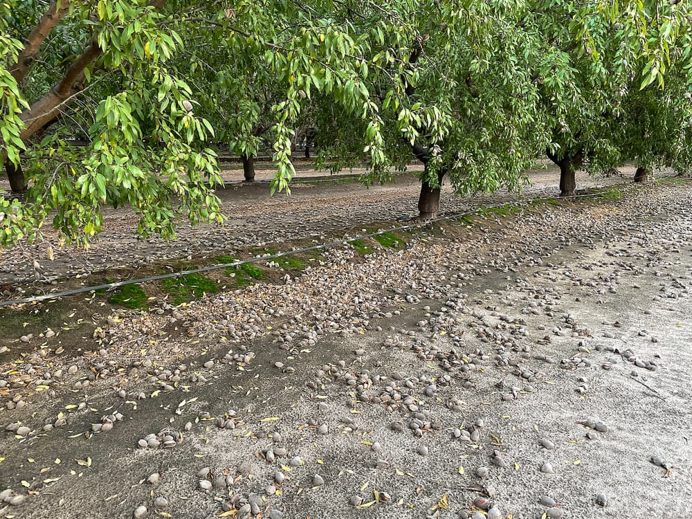 Rows of almond trees with nuts scattered on the ground beneath them in an orchard. The soil is dry, and green moss lines an irrigation channel near the trees.