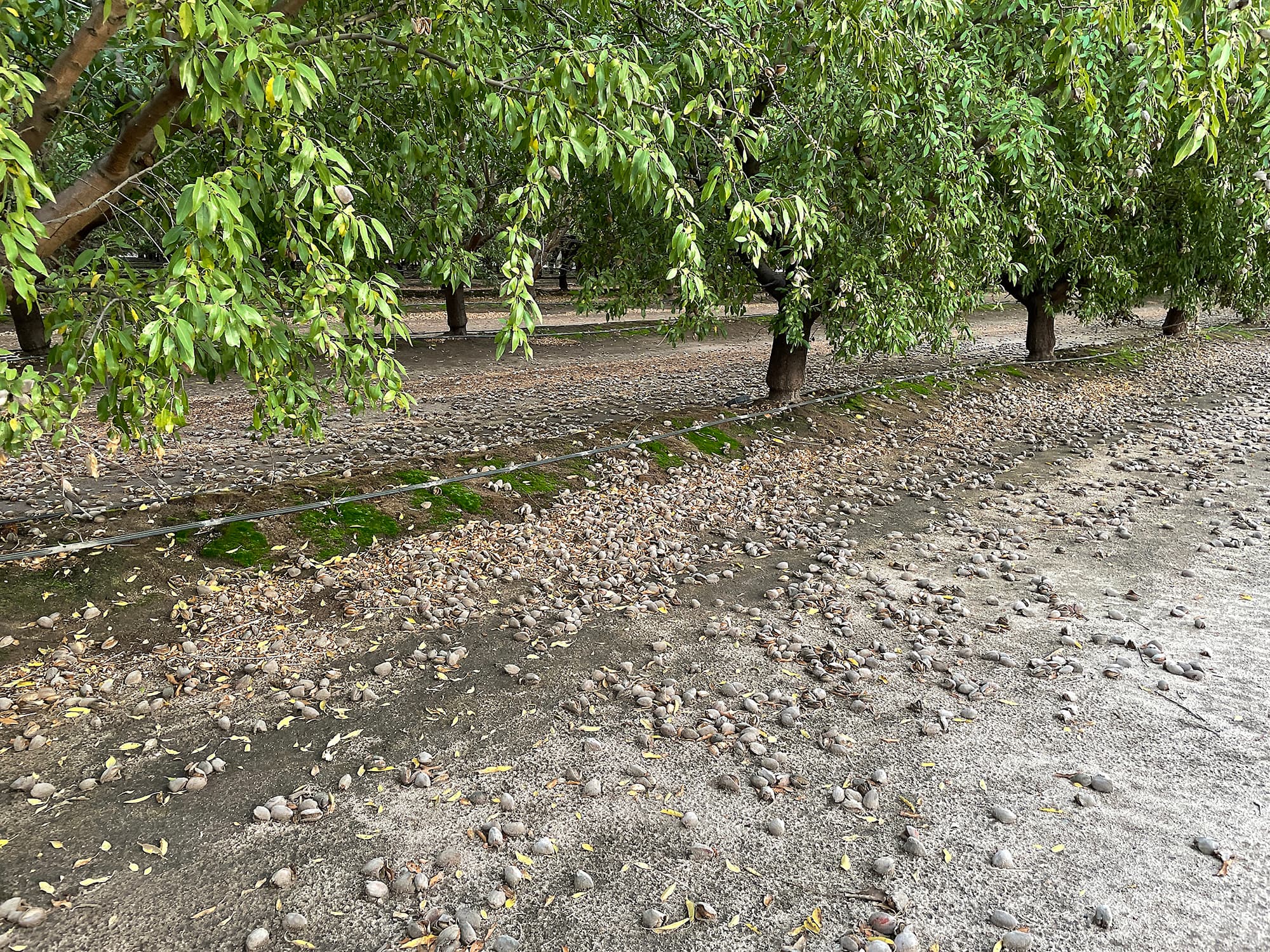 Rows of almond trees with nuts scattered on the ground beneath them in an orchard. The soil is dry, and green moss lines an irrigation channel near the trees.
