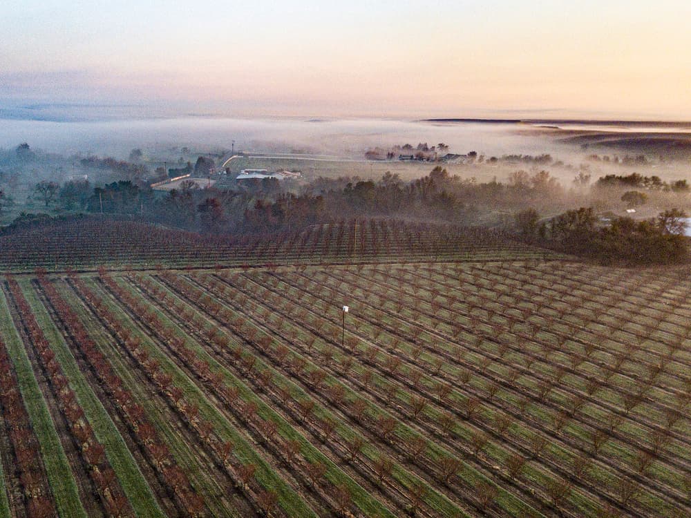 Aerial view of a vineyard at sunrise with rows of grapevines and fog covering distant trees and buildings.