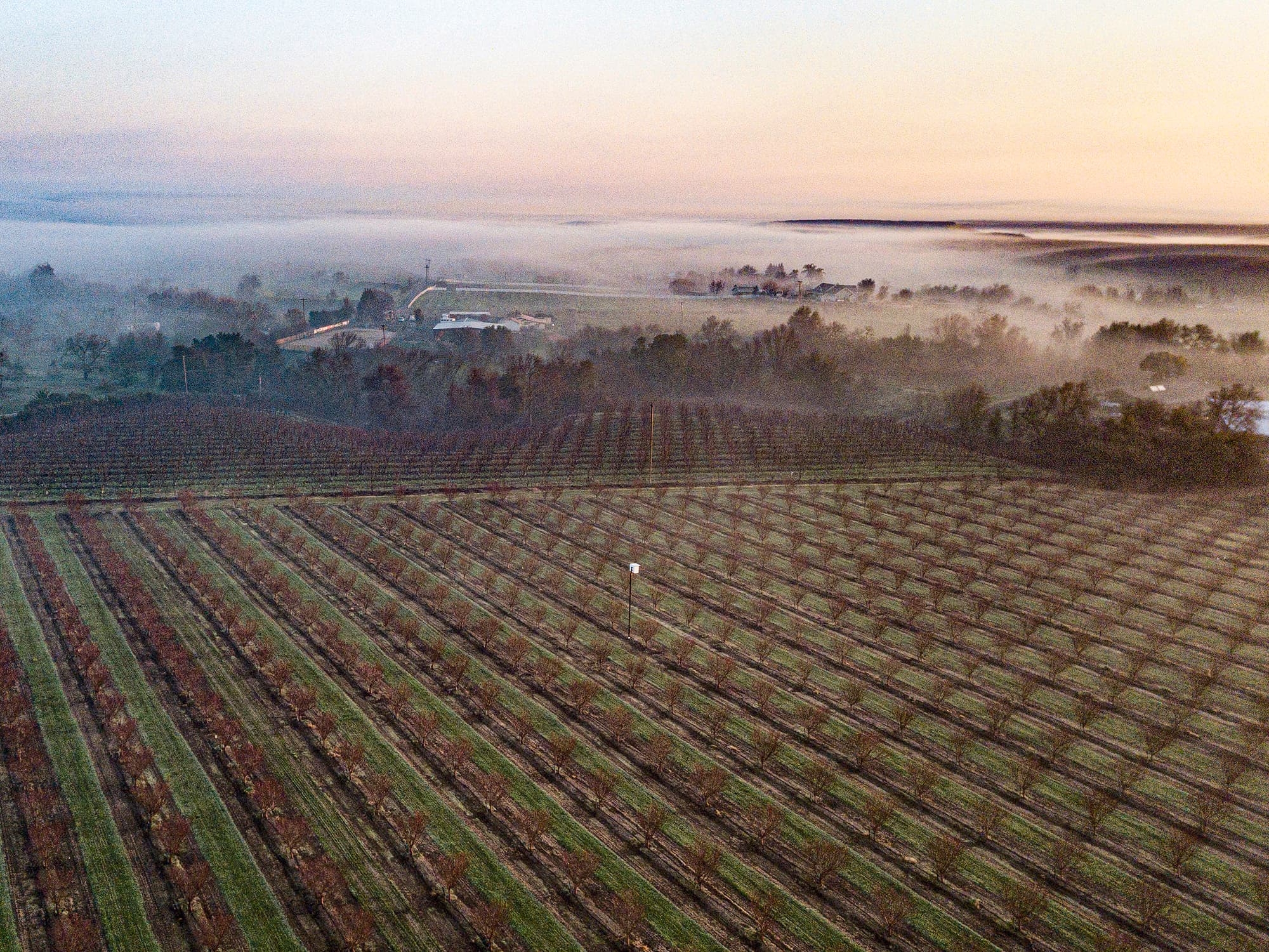 Aerial view of a vineyard at sunrise with rows of grapevines and fog covering distant trees and buildings.