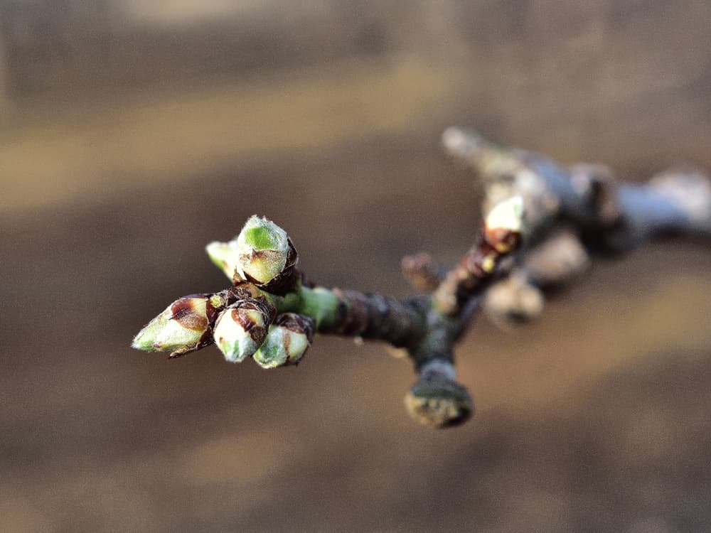 Close-up of a tree branch with several small, green buds starting to open, indicating early spring growth. The background is blurred brown and tan.