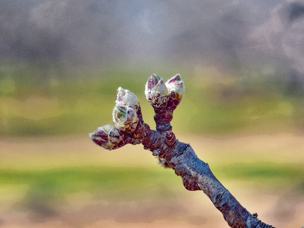 Close-up of a tree branch with several small buds forming, set against a blurred natural background.
